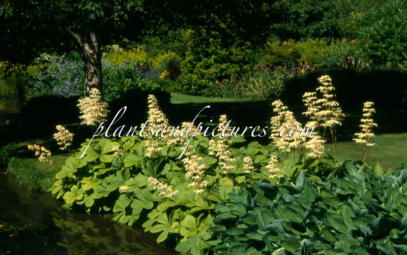 Rodgersia aesculifolia