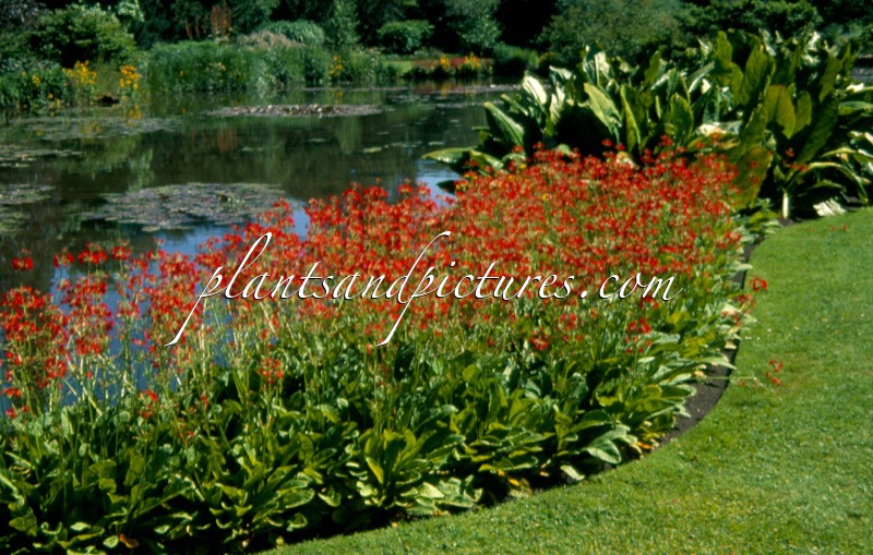 Primula ‘Jim Saunders’