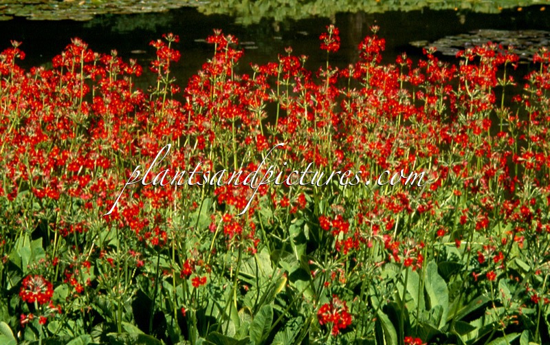Primula ‘Jim Saunders’