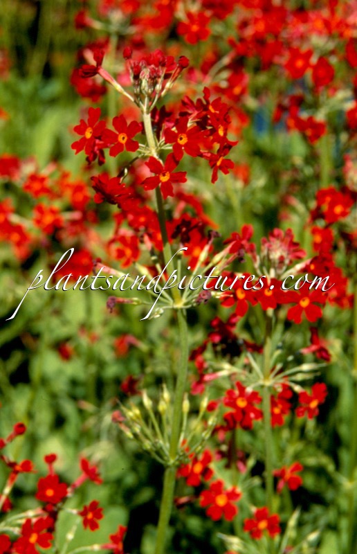 Primula ‘Jim Saunders’