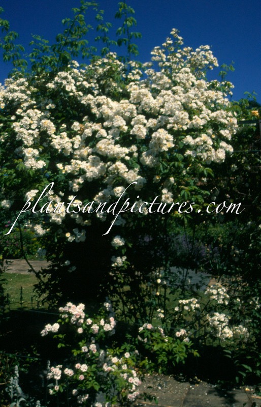 Rosa ‘Rambling Rector’