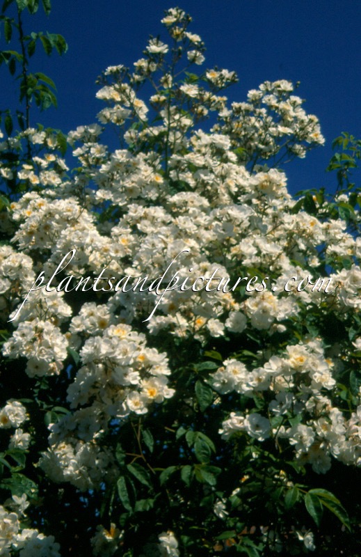 Rosa ‘Rambling Rector’