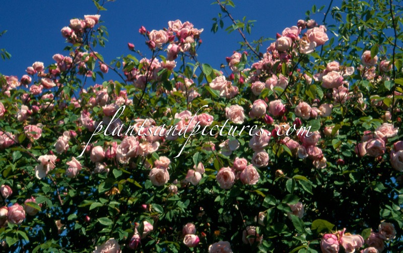 Rosa ‘Splendens’