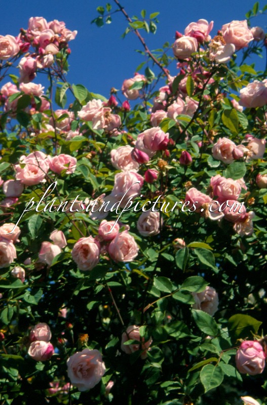 Rosa ‘Splendens’