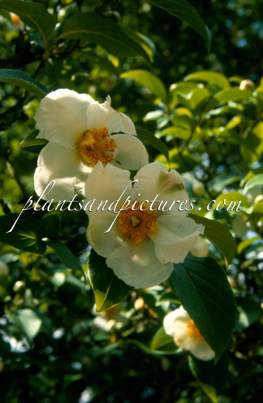Stewartia pseudocamellia