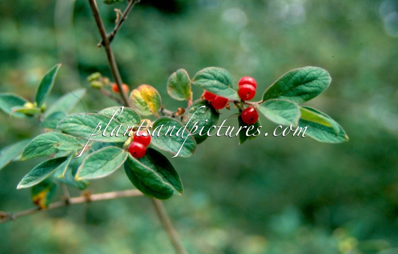 Lonicera morrowii
