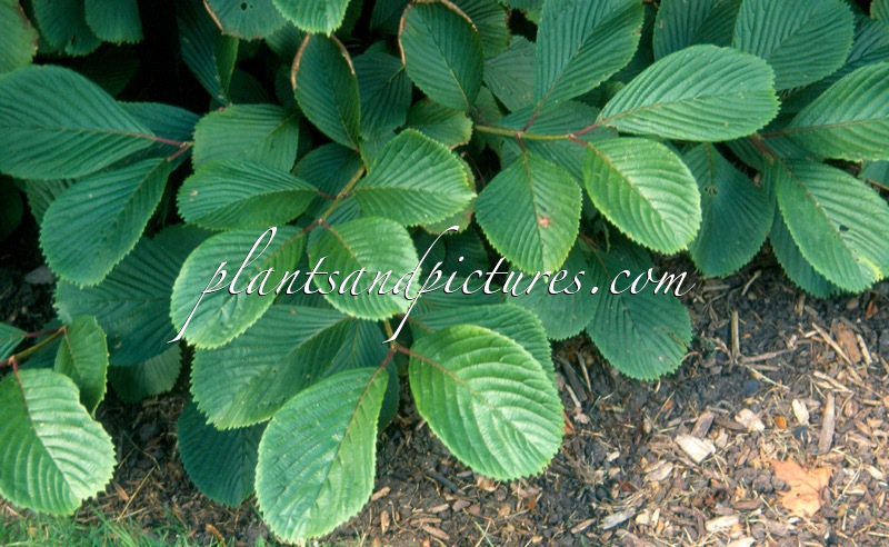 Viburnum sieboldii var. obovatifolium