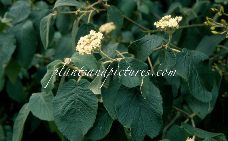 Viburnum veitchii