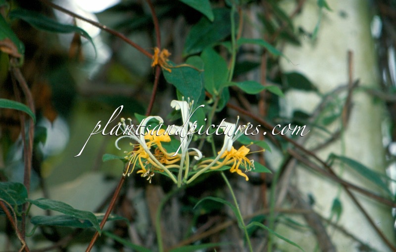 Lonicera macrantha