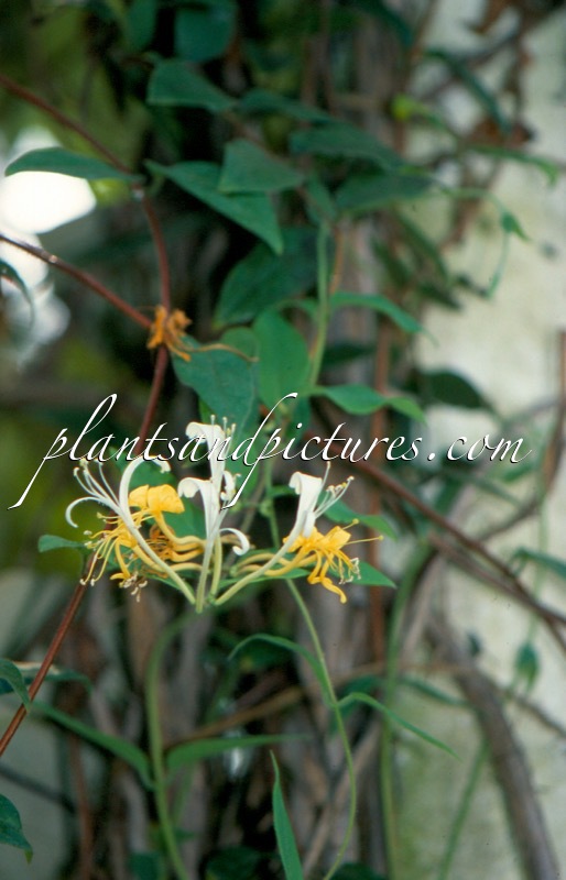 Lonicera macrantha