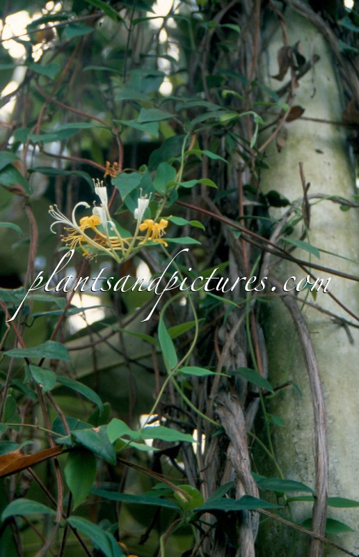 Lonicera macrantha