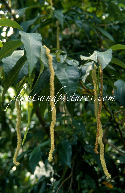 Pseudomorus brunoniana