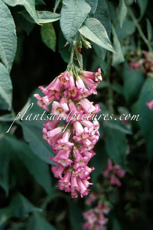 Buddleja colvilei