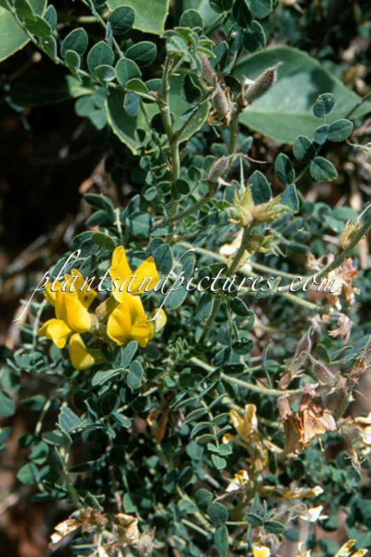 Calophaca wolgarica
