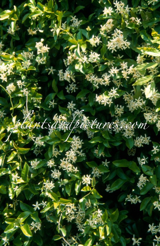 Trachelospermum jasminoides