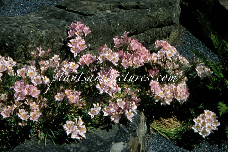 Alstroemeria pallida