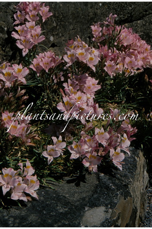 Alstroemeria pallida