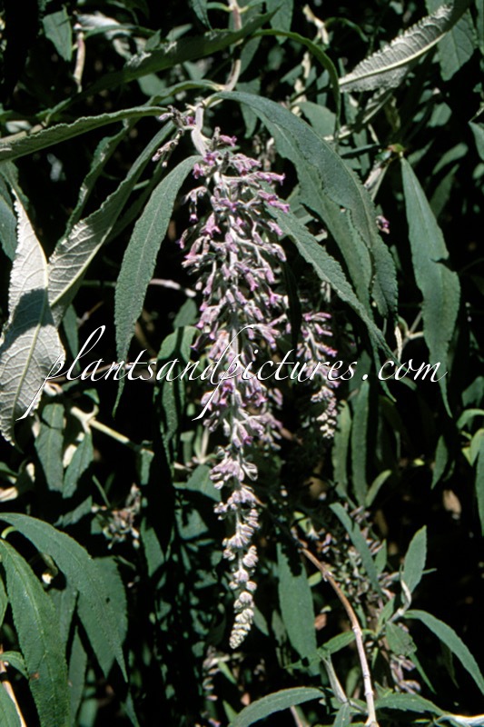 Buddleja nivea