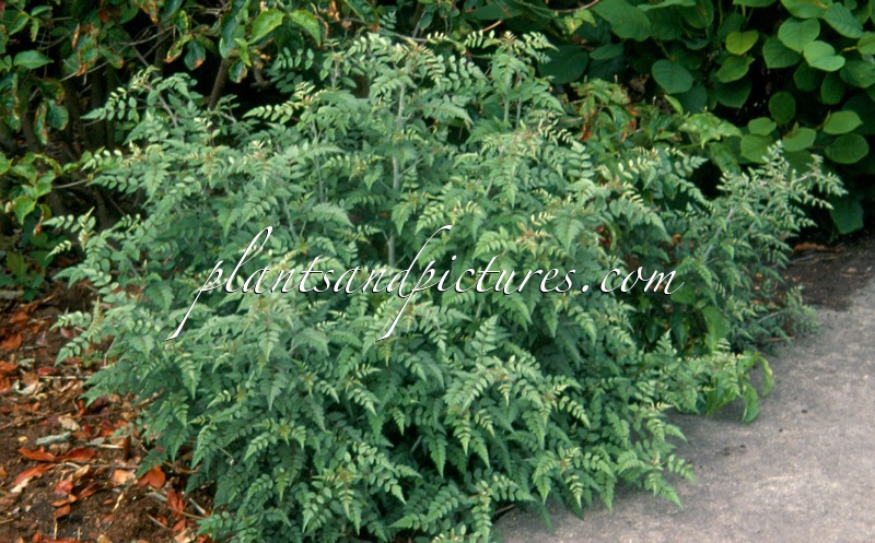 Rubus thibetanus ‘Silver Fern’
