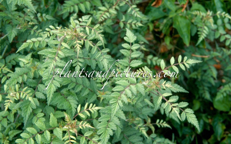 Rubus thibetanus ‘Silver Fern’