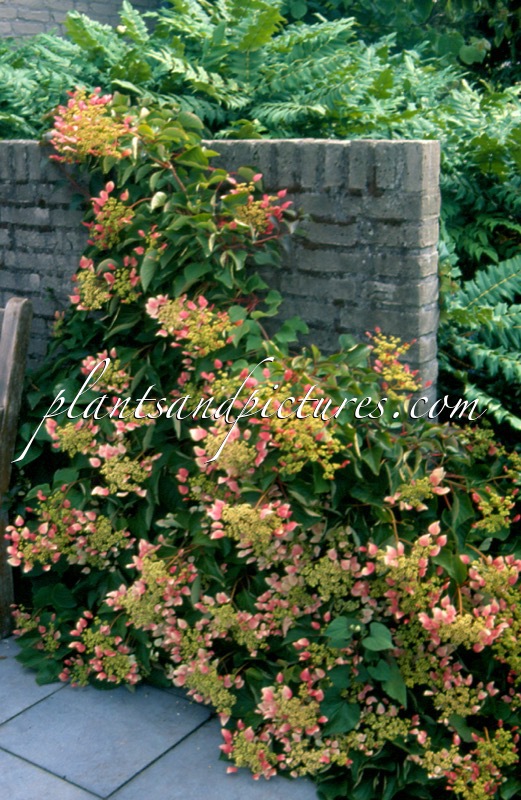 Schizophragma hydrangeoides ‘Roseum’