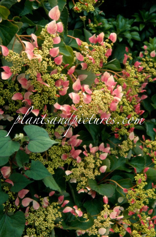 Schizophragma hydrangeoides ‘Roseum’