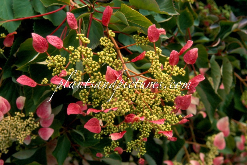 Schizophragma hydrangeoides ‘Roseum’