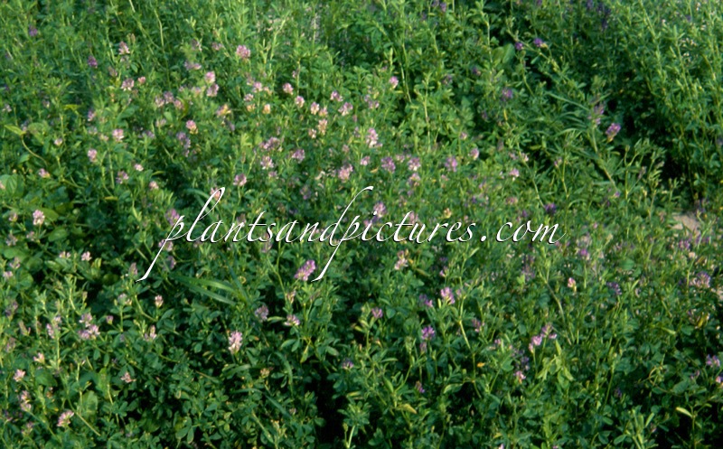 Medicago sativa
