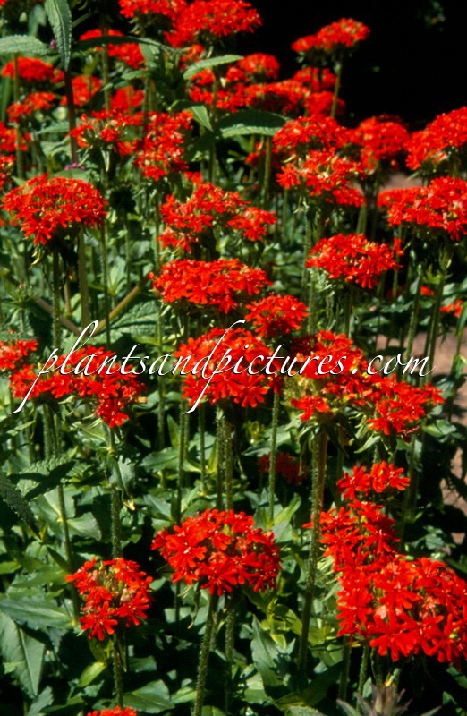 Lychnis chalcedonica