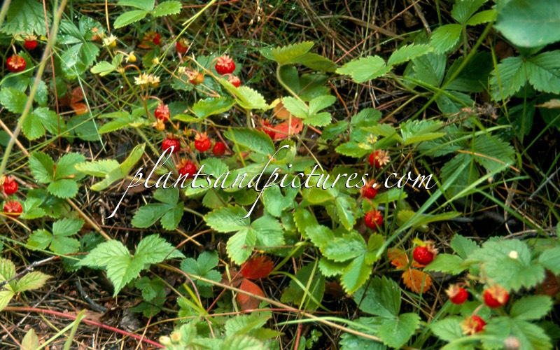Fragaria vesca