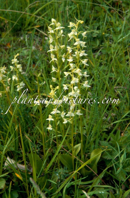 Platanthera bifolia
