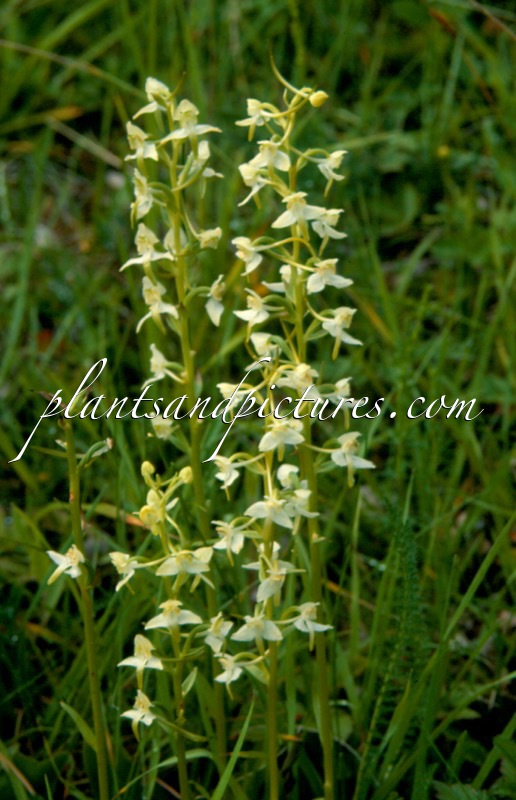Platanthera bifolia