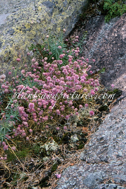 Allium schoenoprasum