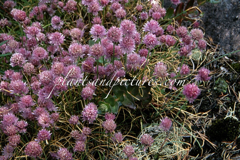 Allium schoenoprasum