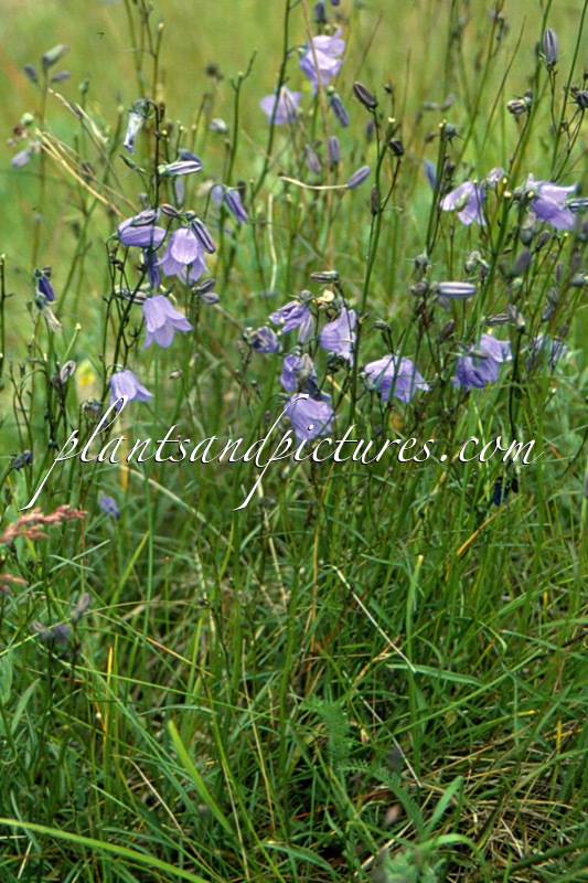 Campanula persicifolia