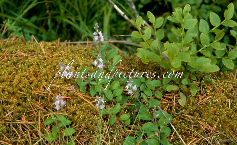 Veronica officinalis
