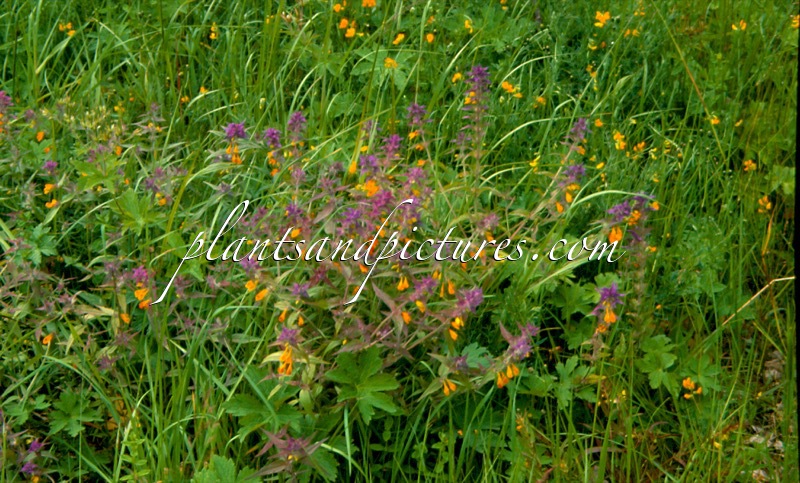 Melampyrum nemorosum