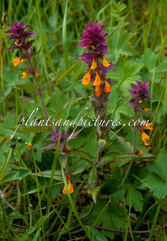 Melampyrum nemorosum