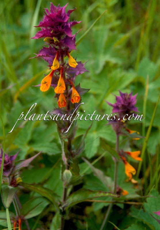 Melampyrum nemorosum