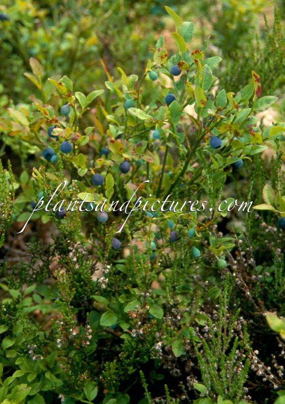 Vaccinium myrtillus