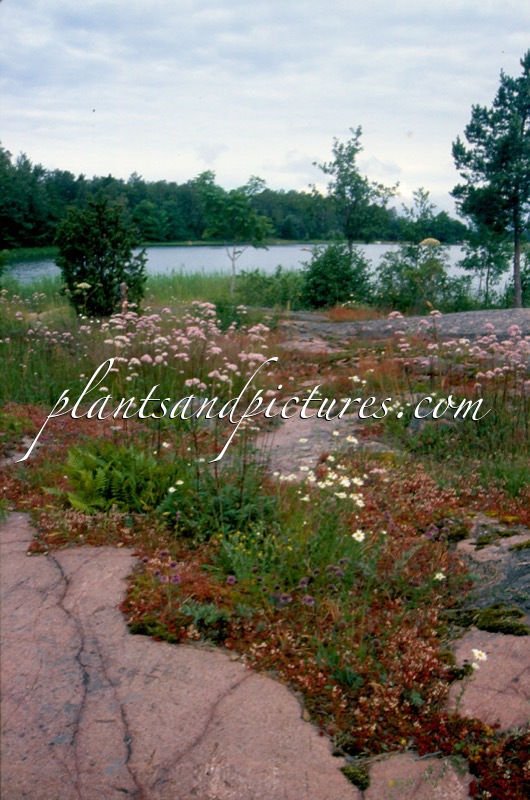 Valeriana officinalis