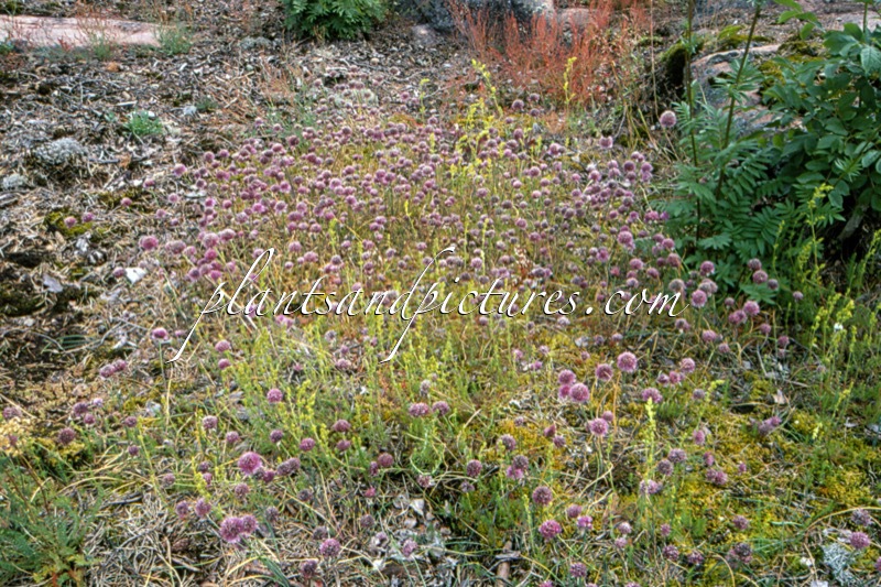 Allium schoenoprasum