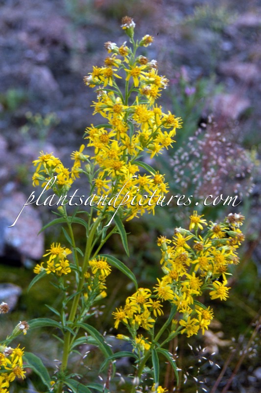 Solidago virgaurea