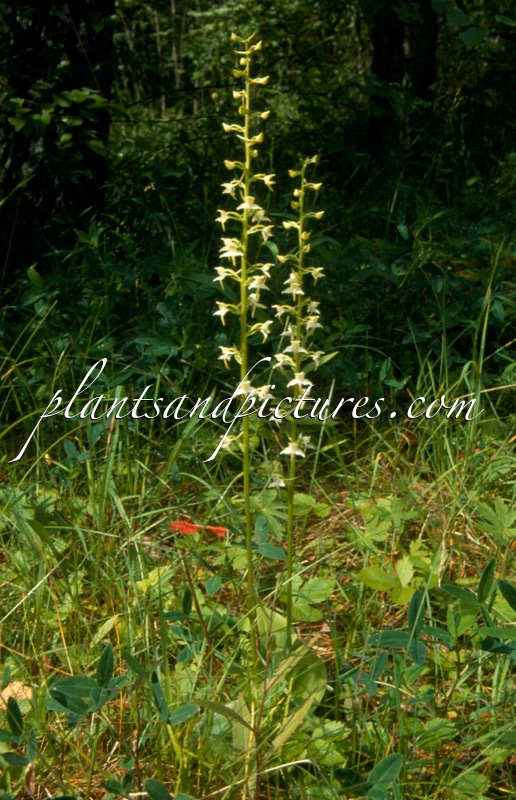 Platanthera bifolia