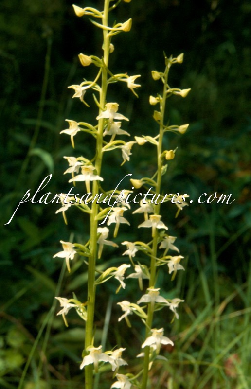 Platanthera bifolia