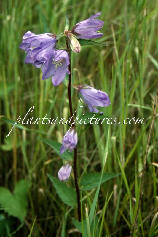 Campanula trachelium