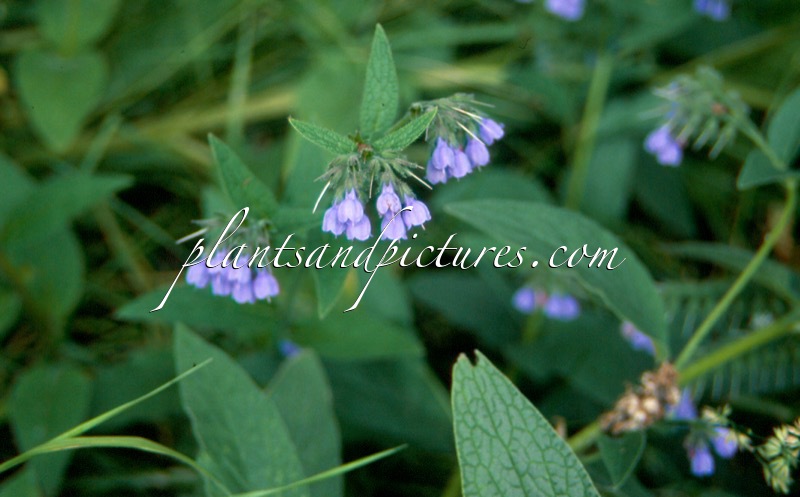 Symphytum uplandicum