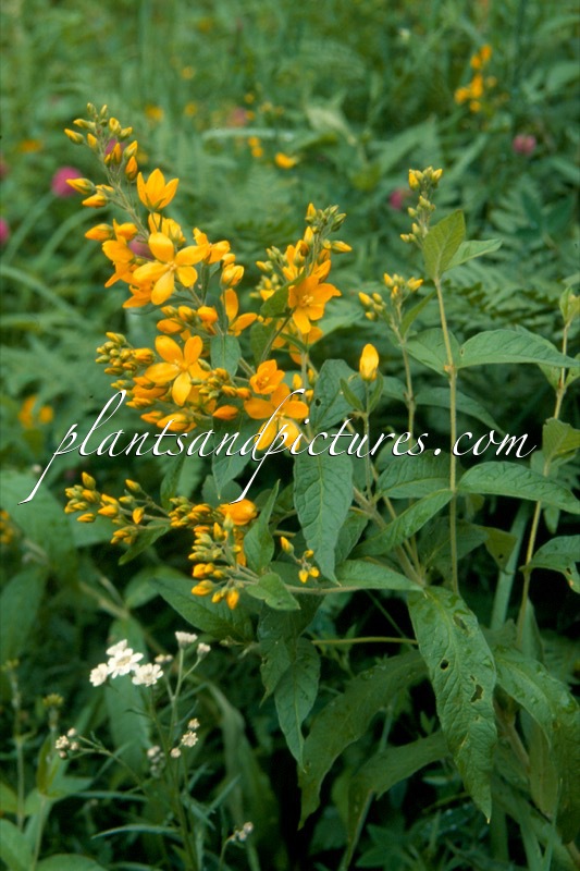 Lysimachia vulgaris