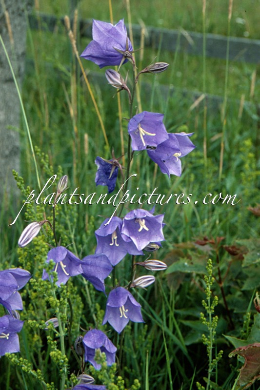 Campanula rapunculoides