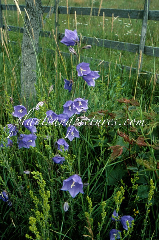 Campanula rapunculoides
